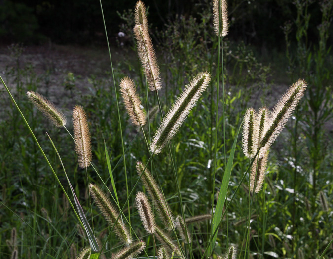 panicle