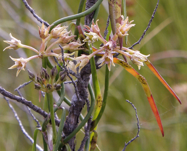 Pattalias paluster, Swallow-wort, Sand-vine, Gulf Coast Swallow-wort, Marsh Cynanchum