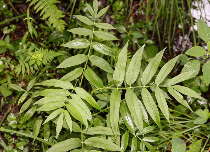 leaf or frond of Sium suave, Hemlock Water-parsnip