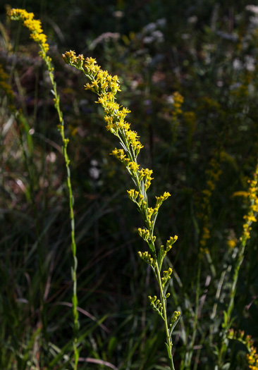 Solidago austrina, Piedmont Wand Goldenrod