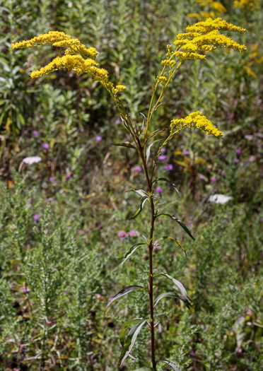 Solidago juncea, Early Goldenrod