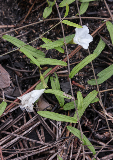 image of Stylisma angustifolia, Narrowleaf Dawnflower