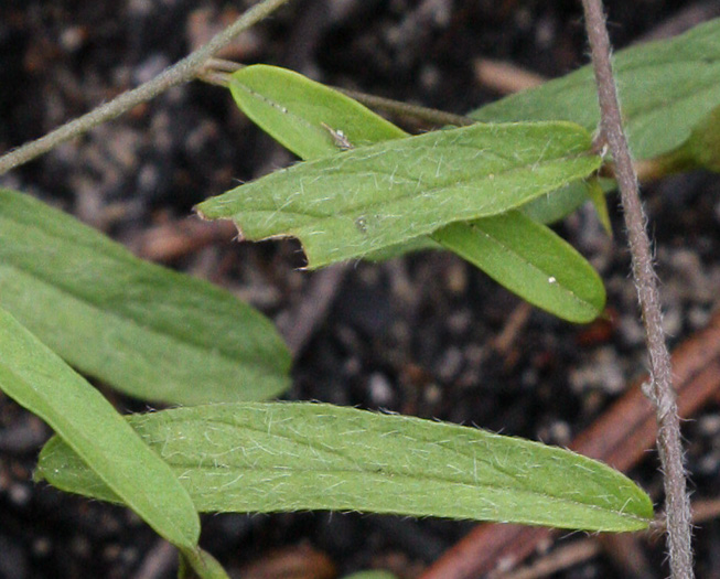 Narrowleaf Dawnflower