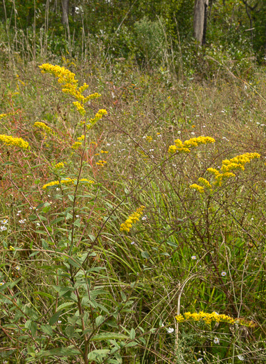 Solidago rugosa var. celtidifolia, Hackberry-leaf Goldenrod