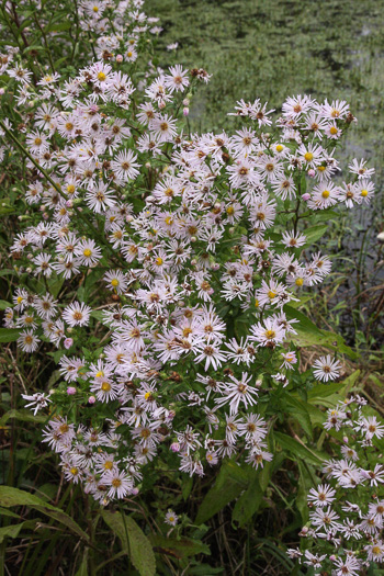 Symphyotrichum elliottii, Elliott's Aster, Southern Swamp Aster