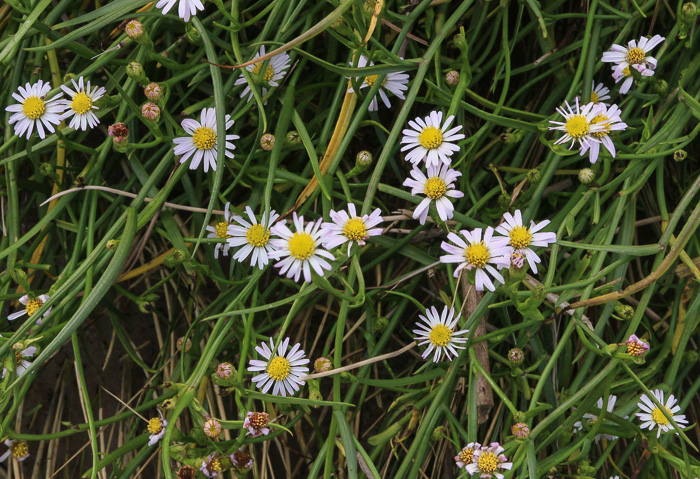 image of Symphyotrichum tenuifolium, Perennial Saltmarsh Aster