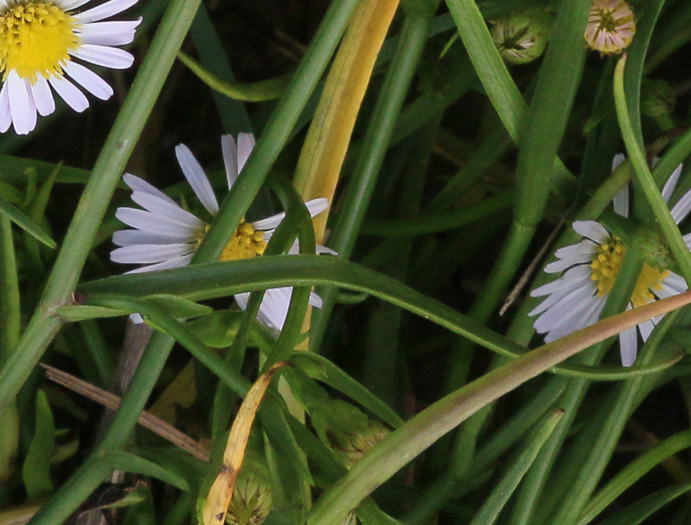 image of Symphyotrichum tenuifolium, Perennial Saltmarsh Aster