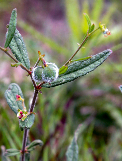 image of Tragia urens, Wavyleaf Noseburn, Southeastern Noseburn, Sandhill Noseburn