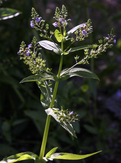 image of Veronica anagallis-aquatica, Water Speedwell, Brook Pimpernel