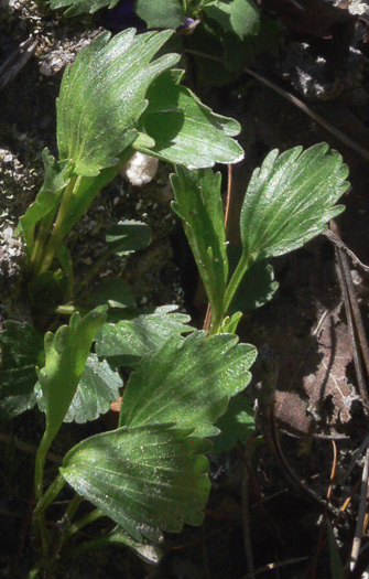 image of Viola pedata var. flabellata, Sandhills Birdsfoot Violet