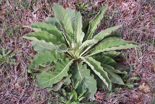 Verbascum phlomoides, Clasping Mullein, Orange Mullein