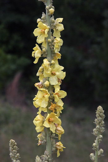 Verbascum phlomoides, Clasping Mullein, Orange Mullein