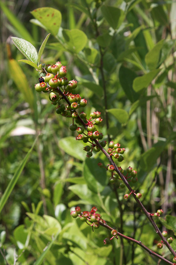 image of Vaccinium virgatum, Rabbiteye Blueberry, Swamp Blueberry, Rabbitberry, Smallflower Blueberry