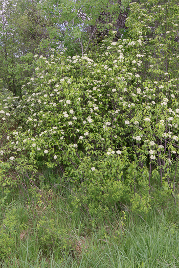 image of Viburnum lentago, Nannyberry, Sheepberry