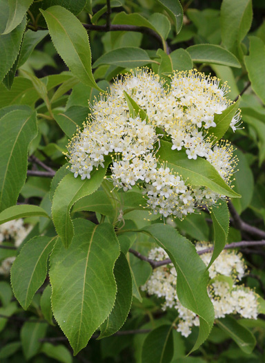 Viburnum lentago, Nannyberry, Sheepberry