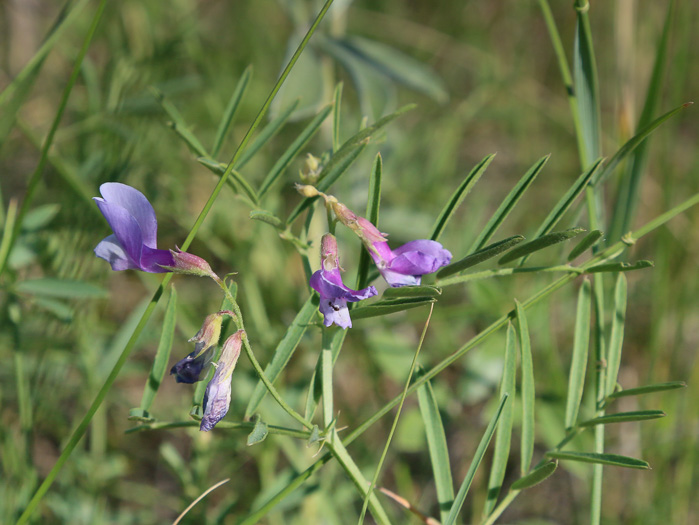 Vicia americana var. americana, American Vetch, Purple Vetch, Tare