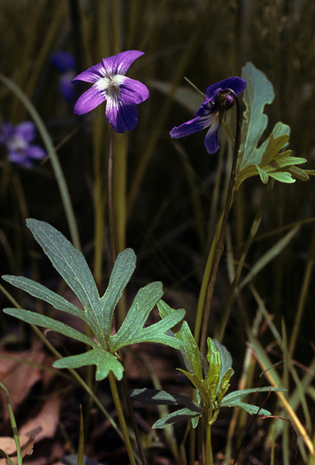 image of Viola brittoniana, Northern Coastal Violet, Coast Violet, Britton's Violet