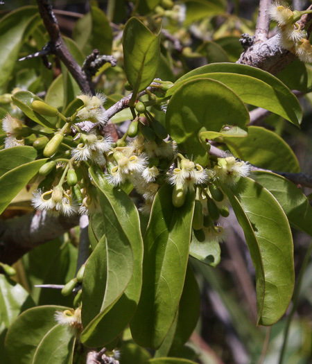 image of Ximenia americana, Tallow-wood, Hog-plum