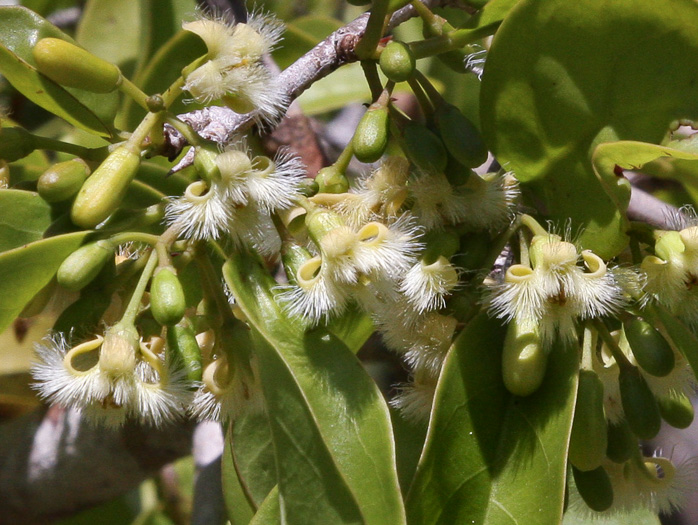 Ximenia americana, Tallow-wood, Hog-plum