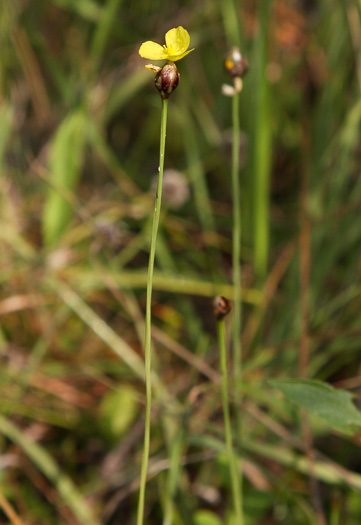 Xyris curtissii, Curtiss's yellow-eyed-grass