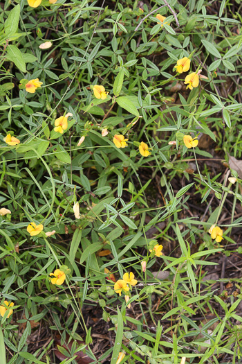 image of Zornia bracteata, Viperina, Zornia