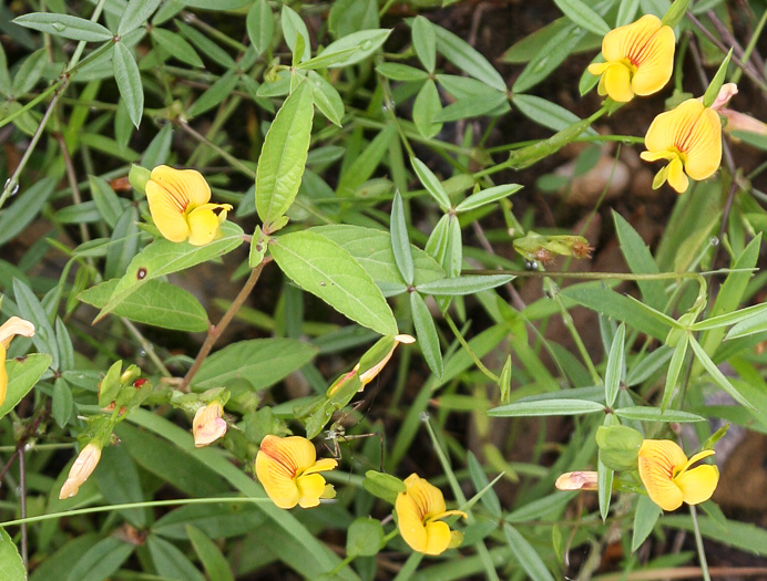 image of Zornia bracteata, Viperina, Zornia