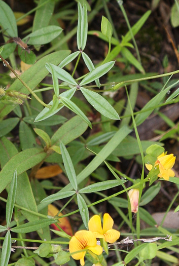 Zornia bracteata, Viperina, Zornia