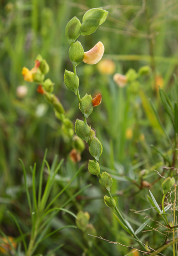 image of Zornia bracteata, Viperina, Zornia