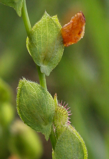 image of Zornia bracteata, Viperina, Zornia