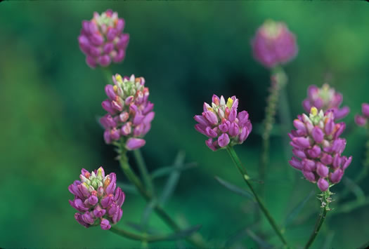 image of Polygala curtissii, Curtiss's Milkwort, Appalachian Milkwort