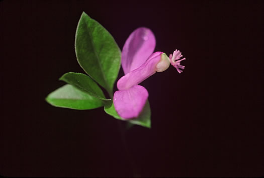 image of Polygaloides paucifolia, Gaywings, Fringed Polygala