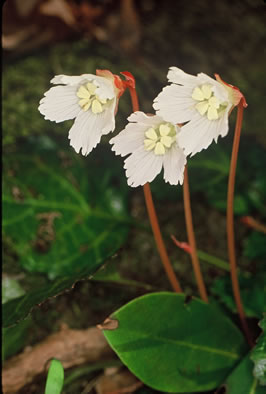 image of Shortia galacifolia, Oconee Bells, Southern Shortia