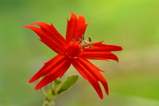 image of Silene virginica var. virginica, Fire-pink