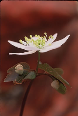 image of Thalictrum thalictroides, Windflower, Rue-anemone