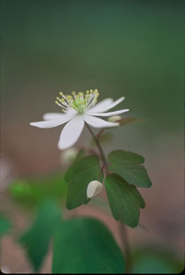 image of Thalictrum thalictroides, Windflower, Rue-anemone