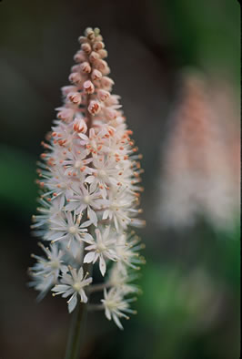 image of Tiarella austrina, Escarpment Foamflower, Southern Foamflower