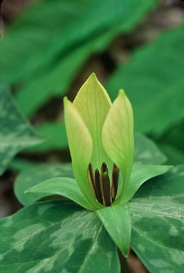 Trillium discolor, Pale Yellow Trillium, Faded Trillium, Small Yellow Toadshade, Savannah River Trillium