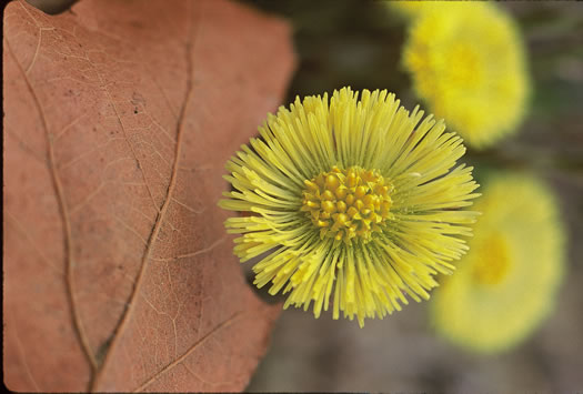 image of Tussilago farfara, Coltsfoot