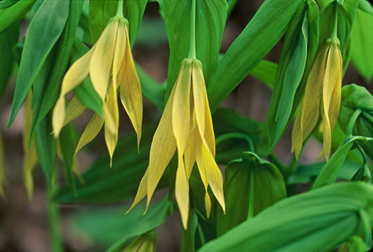 image of Uvularia grandiflora, Large-flowered Bellwort