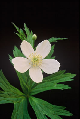 image of Anemonastrum canadense, Canada Anemone