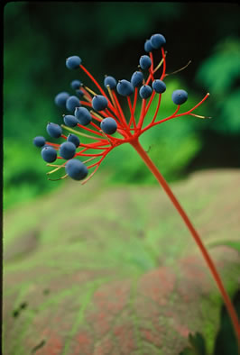 image of Diphylleia cymosa, Umbrella-leaf, Pixie-parasol