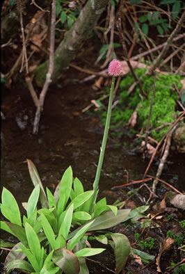 image of Helonias bullata, Swamp Pink