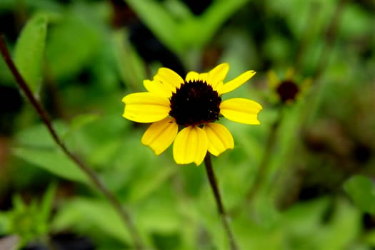 image of Rudbeckia triloba var. triloba, Common Three-lobed Coneflower, Brown-eyed Susan, Thin-Leaved Coneflower