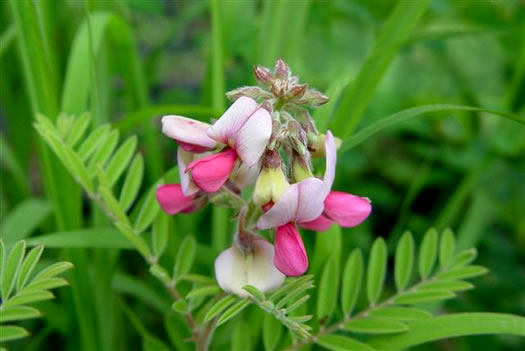 image of Tephrosia virginiana, Virginia Goat's Rue, Devil's Shoestrings