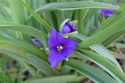 image of Tradescantia ohiensis, Smooth Spiderwort, Ohio Spiderwort