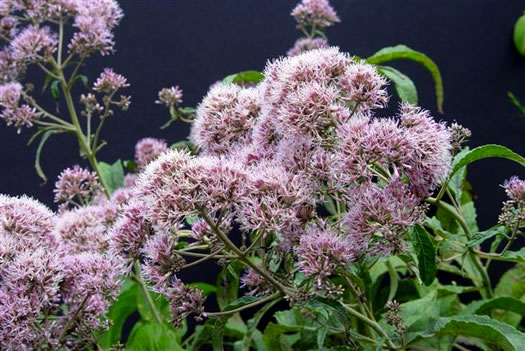 image of Eutrochium fistulosum, Hollow-stem Joe-pye-weed