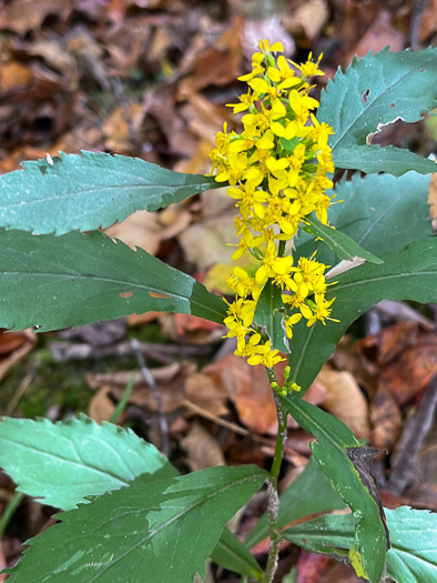 image of Solidago flaccidifolia, Appalachian Goldenrod, Mountain Goldenrod