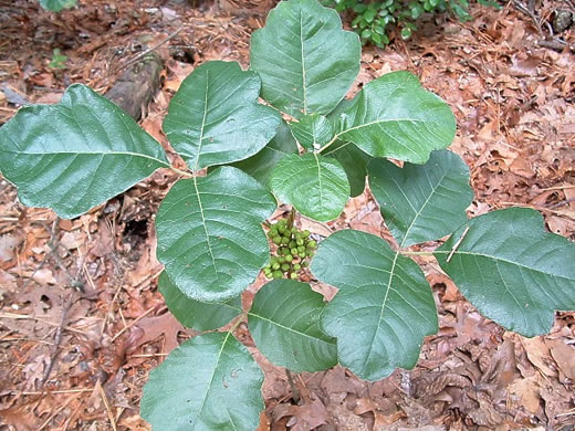 image of Toxicodendron pubescens, Poison Oak, Southeastern Poison Oak