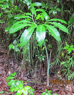 image of Arisaema dracontium, Green Dragon