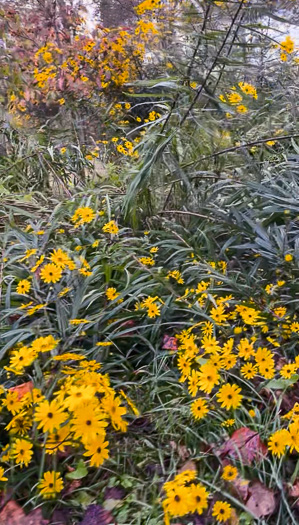 image of Helianthus simulans, Muck Sunflower